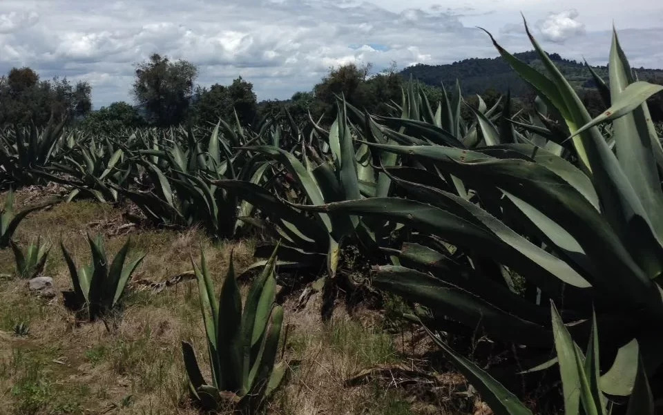 maguey_paisaje_planta