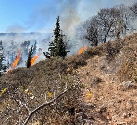 Bomberos bosque