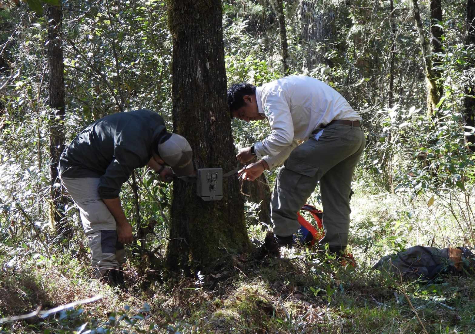Tala de árboles en La Barranca, Pinal de Amoles, no es clandestina: Ejido –  Presencia Universitaria