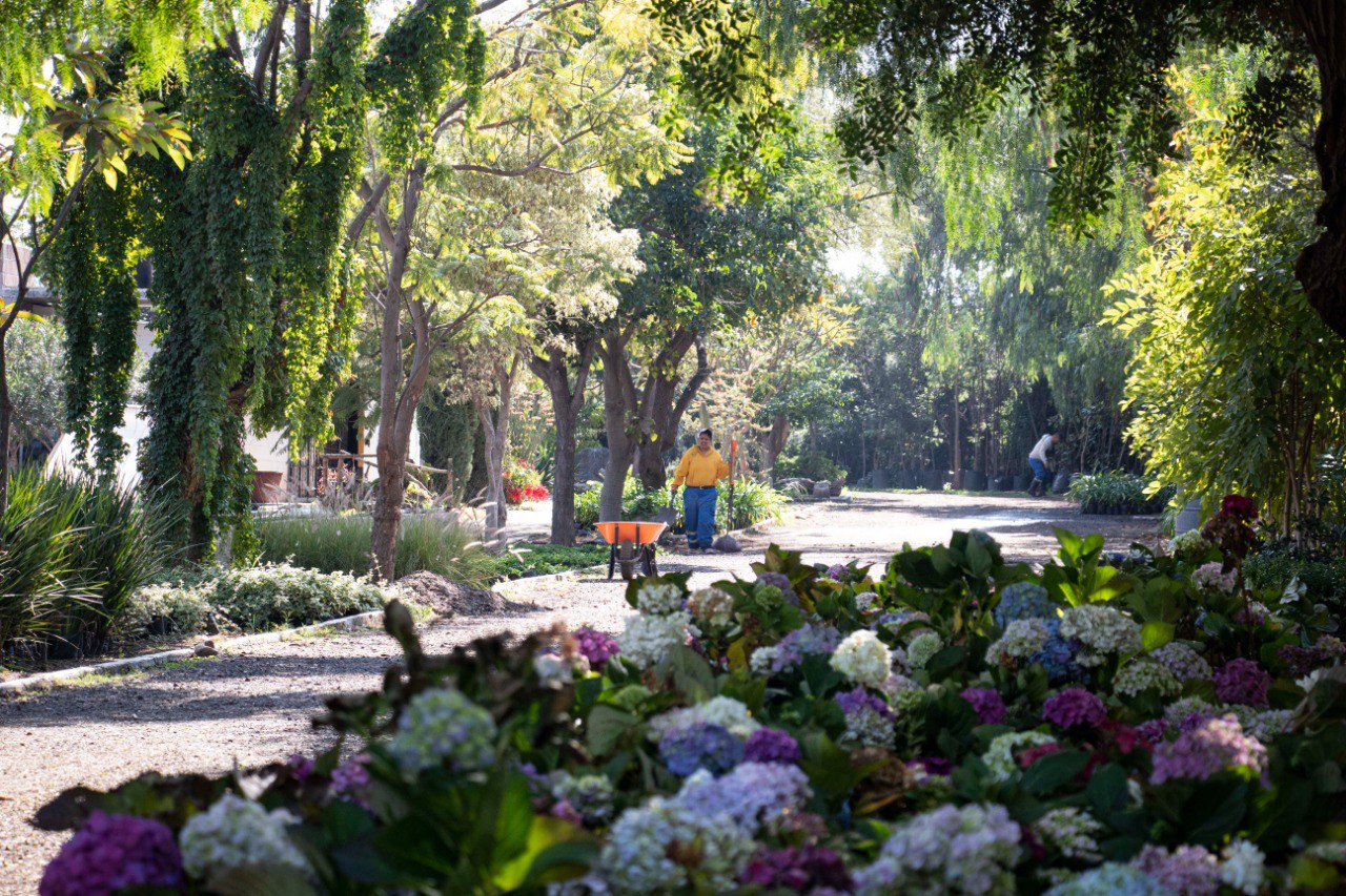 Árbol verde